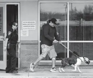  ?? Bob Owen / San Antonio Express-News ?? Justine Sanchez escorts Paul Lerma and his dog out of the quarantine facility at Animal Care Services. Lerma’s dog had been involved in a biting.
Toll taken by dangerous dogs