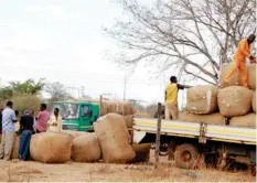  ??  ?? Cotton farmers are happy with this year's produce price