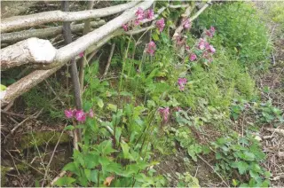  ??  ?? Wildflower­s burst into raucous colour after the bottom of a ditch is exposed after hedge-laying