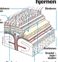  ??  ?? Bindevev
Lagene omkring
hjernen