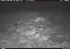  ?? CALIFORNIA DEPARTMENT OF FISH AND WILDLIFE ?? A Sierra Nevada red fox was spotted near Taboose Pass, on the eastern boundary of Sequoia and Kings Canyon national parks.