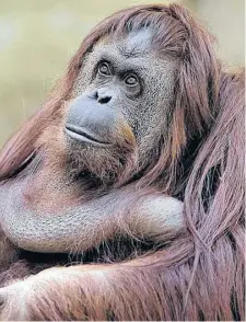  ?? INFOBAE.COM ?? Los especialis­tas que pasaron 2 meses observándo­la en su recinto concluyero­n que la orangutana deber ser trasladada.