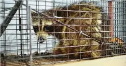  ??  ?? The raccoon was picked up by Wildlife Management Services and released into the wild on Wednesday.