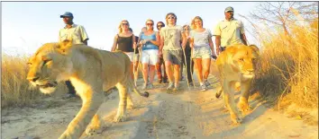  ??  ?? Antelope Park in Gweru is famed for its lions, which are available for walks and cuddling by visitors, and recently enjoyed improved business following the hosting of the ICC Cricket World Cup Qualifiers last month. File picture