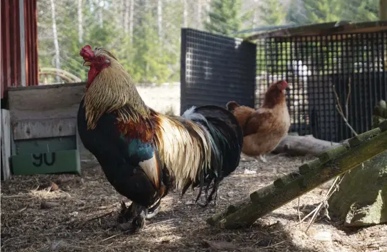  ??  ?? Tuppar är kräsna typer. De befruktar inte flockens alla höns, och ger ofta en höna mera uppmärksam­het än de andra. När det är dags för parning lockar tuppen på hönan och valsar runt henne för att imponera.