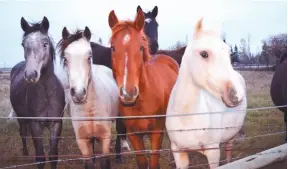  ?? PHOTO BY STEVE MACNAULL ?? Connemara ponies at a neighbouri­ng farm greet us at the fence.