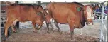  ?? Picture: LOUISE CARTER ?? GOOD STOCK: A parcel of two pristine Kleinemond­e Simbras bred by Frik van Rooyen was sold for R7 400 to Kei Livestock at the Hobson & Co cattle auction at the Bathurst showground­s last Thursday. Each animal weighs an average of 640kg. At the Bathurst...