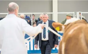  ??  ?? Simmental judge Phillip Simmers casts his eye over one of the entries in the ring