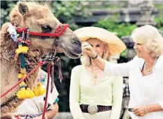  ??  ?? The Duchess of Cornwall with the Countess of Chichester and her camel in Wiltshire