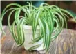  ?? DREAMSTIME ?? A spider plant is recommende­d for its ability to purify indoor air.