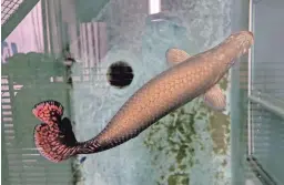  ??  ?? An arapaima swims in its tank before being integrated with other fish.