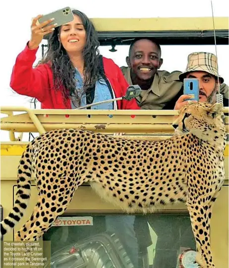  ?? ?? The cheetah, pictured, decided to hitch a lift on the Toyota Land Cruiser as it crossed the Serengeti national park in Tanzania
Denice Alex Massawe was leading a safari across the Serengeti, Tanzania