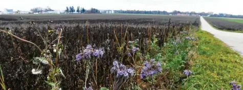  ?? Foto: Silvio Wyszengrad ?? Noch sind im Südwesten von Haunstette­n Felder – künftig soll dort gebaut werden. Das Foto zeigt den Blick von der B 17 in Richtung Naturfreib­ad. Die Grafik zeigt einen ersten Entwurf für das Areal.