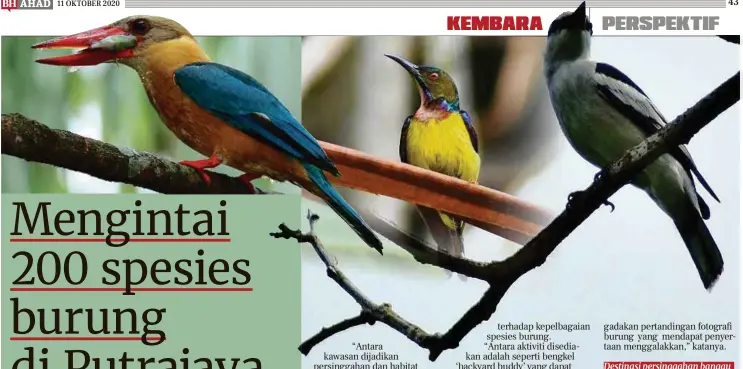 Mengintai 200 Spesies Burung Di Putrajaya Pressreader