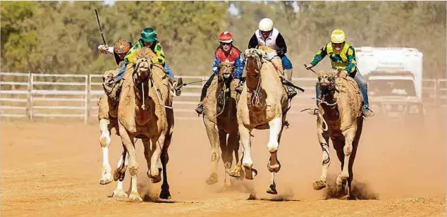  ?? Fotos: dpa ?? Ein nicht ganz alltäglich­es Bild: Beim Rennen in Boulia reiten die Jockeys auf Kamelen.