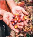  ?? WAHYUDI/AFP ?? A palm oil farmer displays palm oil seeds in the Indonesian province of Riau.