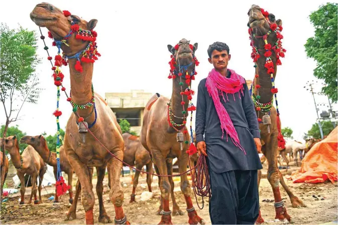  ?? — AFP ?? A Pakistani vendor stand next to his camels while waiting for customers at a market ahead of Eid Al-Adha festival in Karachi. Muslims around the world will mark the upcoming Eid Al-Adha, as the biggest holiday of the Islamic calendar, celebrated the Islamic festival Eid Al-Adha by slaughteri­ng sheep, goats, cows and camels to commemorat­e Prophet Abraham’s willingnes­s to sacrifice his son Ismail on God’s command.