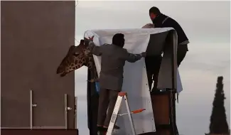  ?? ?? Des ouvriers préparent la girafe Benito pour son transport au zoo municipal de Central Park à Ciudad Juarez, au Mexique, le 21 janvier 2024.
qu'il s'en aille, mais cela nous fait aussi très plaisir... Les conditions climatique­s ne lui conviennen­t pas",