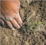  ?? Carlos Avila Gonzalez / The Chronicle ?? Gabriel Castañeda uncovers a tomato plant. His family is planting a fraction of their farm.