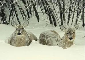  ??  ?? These two deer don’t seem overly impressed with the recent snowfall on Darlings Island NB. (Bonnie Massey)