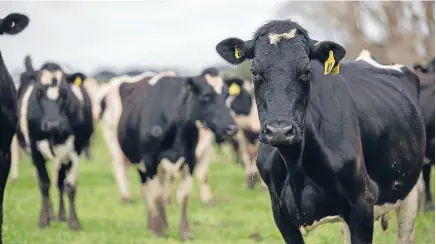  ??  ?? The report found the dairy boom has created a spike in the amount of nutrient leaching into the soil and fresh waterways.