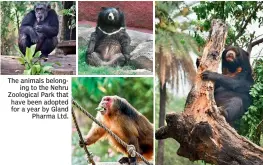  ??  ?? The animals belonging to the Nehru Zoological Park that have been adopted for a year by Gland Pharma Ltd.