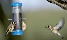  ??  ?? Goldfinche­s on a feeder.