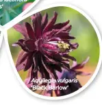  ??  ?? Aquilegia vulgaris ‘Black Barlow’