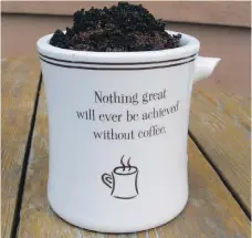  ??  ?? Right, used coffee grounds and tea leaves are good for scratching into the soil or scattering around acid-loving plants. Avoid spreading them in thick layers, which tend to cake over and shed water.