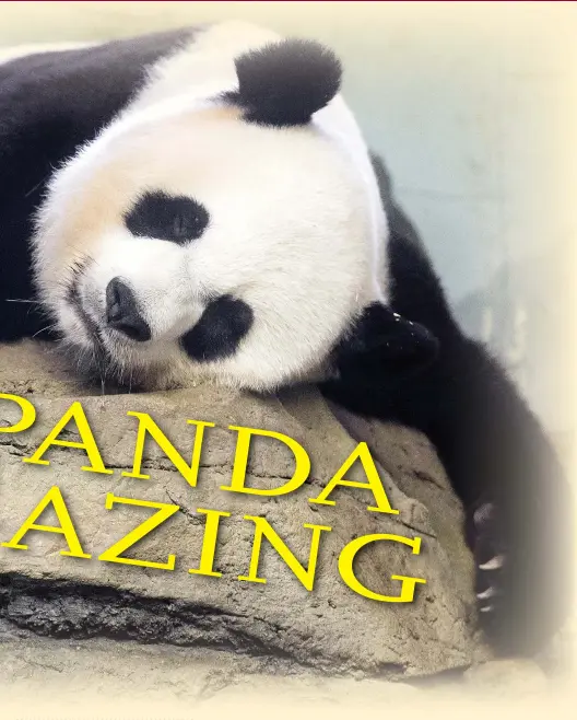  ?? Photos: IC, Li Hao/GT ?? A tired panda rests on a stone in a zoo. In the circle: A woman is watching pandas on a live-streaming platform.