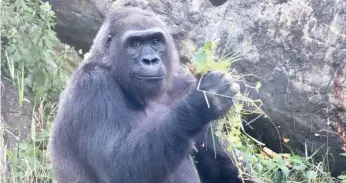  ?? DIANNE MOHR ?? Bana, a western lowland gorilla (pictured in 2022) at Lincoln Park Zoo, was euthanized this month after diagnoses of congestive cardiac failure and pneumonia that did not respond to treatment.