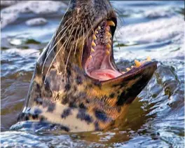  ??  ?? Fangs! Grey and common seals thrive around Britain