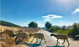  ??  ?? Un rebaño de ovejas cruza la carretera. En la pág. anterior, el escritor Lawrence Durrell, que vivió en el norte de Chipre entre 1953 y 1956. Allí escribió Limones amargos.