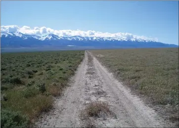  ?? BETHANY BRADLEY — UNIVERSITY OF MASSACHUSE­TTS VIA AP ?? Cheatgrass, at right, invades nearly shrubs, left, near Lovelock, Nev. A new study finds that for much of the United States, invasive grass species, such as cheatgrass, are making wildfires more frequent, especially in California.