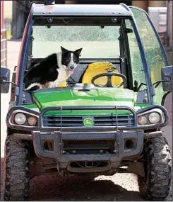  ??  ?? BEARING in mind he’s a dog, Don the border collie did a pretty good job yesterday of piloting a tractor across a motorway.
Paws-ing for breath: Don the dog after his unwitting joyride