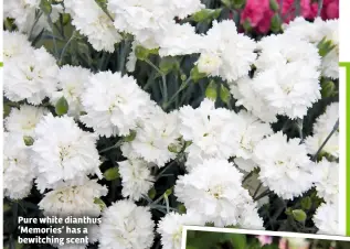  ??  ?? Pure white dianthus ‘Memories’ has a bewitching scent