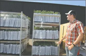  ??  ?? Calivirgin and Coldani Olive Ranch chief olive oil maker Mike Coldani talks about new trees ready to be planted in a new field at the Lodi business’ orchard in Lodi on Friday.