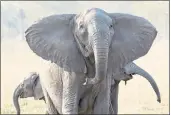  ?? ELEPHANTVO­ICES VIA AP ?? A tuskless elephant matriarch is with her two calves in the Gorongosa National Park in Mozambique.