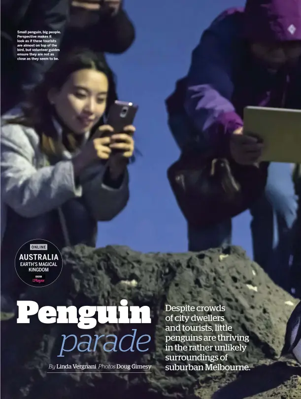  ??  ?? Small penguin, big people. Perspectiv­e makes it look as if these tourists are almost on top of the bird, but volunteer guides ensure they are not as close as they seem to be.