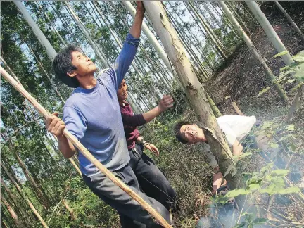  ?? NATHAN VANDERKLIP­PE/FILES ?? Workers fell trees planted by Sino-Forest Corp. in China. Sino-Forest was found to have violated Ontario securities law.