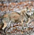  ?? Foto: dpa ?? Die Zahl der Wölfe in Deutschlan­d ist weiter gestiegen.