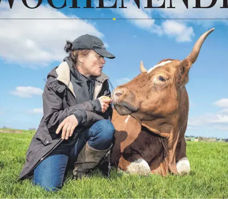  ?? FOTOS (3): CHRISTOPH PUESCHNER/ ZEITENSPIE­GEL ?? Entspannte­s Verhältnis: Die Viehwirtin Annette Christiane Maier zusammen mit einem Muttertier der Uria-Rinderherd­e.