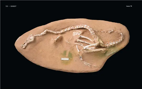  ?? CREDIT: ABOVE – THIERRY HUBIN, ROYAL BELGIAN INSTITUTE OF NATURAL SCIENCES; BELOW – SAINT THOMAS PRODUCTION ?? This immaculate­ly preserved fossil revealed a new class of aquatic raptor. It was scanned to generate the digitally reconstruc­ted goosey creature shown below.