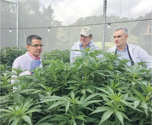  ?? NURSERY AND PROPAGATIO­N CENTRE ?? PharmaCiel­o Ltd. is hoping to become Colombia’s first government-approved marijuana producer following the country’s decades-long battle against drug traffickin­g.