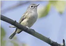  ?? BRUCE DI LABIO ?? The Blue-headed Vireo, formerly Solitary Vireo, is a regular fall migrant in our area. It’s easily recognized by its white spectacles.