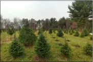  ?? ZACHARY SRNIS — THE MORNING JOURNAL ?? A look at one of the tree fields at Kurtz Christmas Trees.