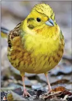  ??  ?? YELLOWHAMM­ER