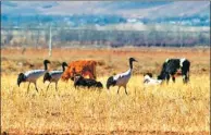  ??  ?? Black-necked cranes are one of the distinct species living on the Qinghai-Tibet Plateau.