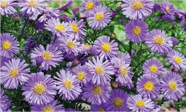  ??  ?? Season of change: Michaelmas daisies will bloom from now until October