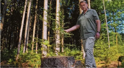  ?? Fotos: Andreas Lode ?? Der Wald erneuert sich von selbst: Förster Pentti Buchwald zeigt, wie neben dem Stumpf einer Fichte, die wegen Borkenkäfe­rbefall gefällt werden musste, eine junge Buche wächst.